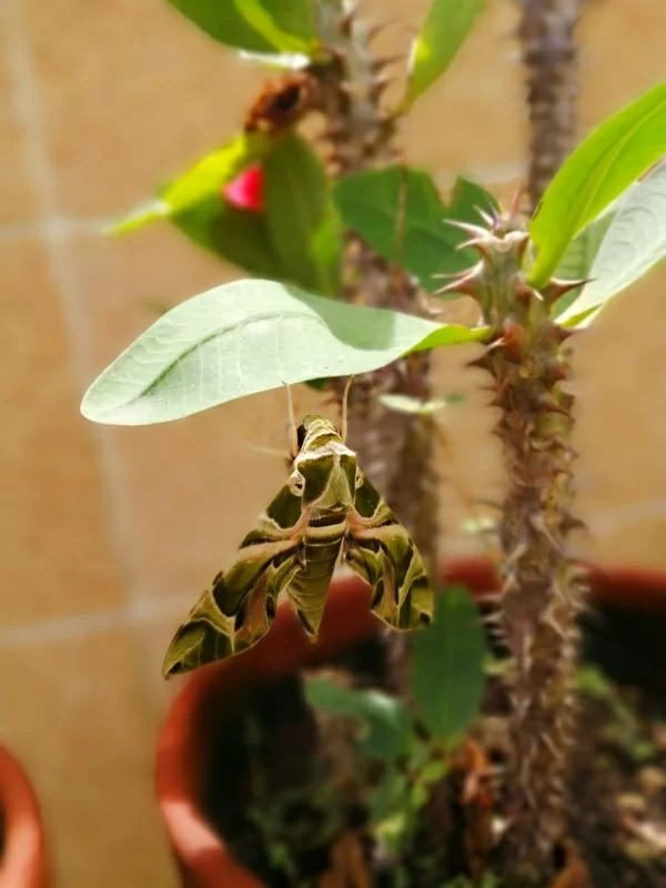 121583953_2854728471410735_2054909304892331801_n